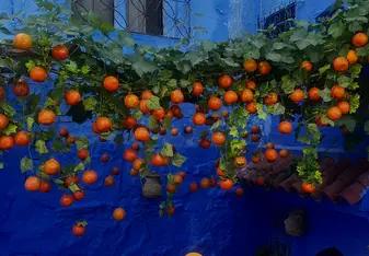 Baskets of oranges are displayed in a vibrant blue-walled courtyard, with a canopy of orange fruits hanging from leafy green vines above. The blue walls feature intricate window designs and add a striking contrast to the bright orange fruits. The scene is set in Chefchaouen, known for its blue-painted buildings, creating a colorful and picturesque market display.