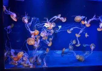Sumidagawa Aquarium's Jellyfish