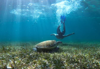 Person diving with turtle