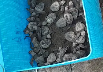 Turtles
