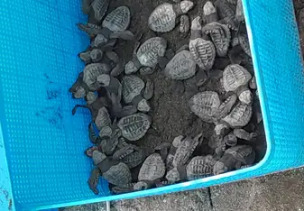 Turtles