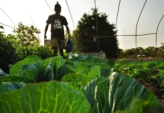 Sustainable farming