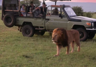 Volunteers monitoring a lion