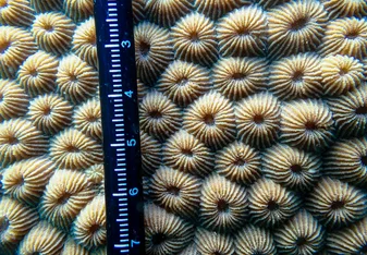 A close up a coral colony