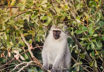 Volunteer in Wildlife Conservation with LV!