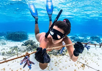 Freedive and plantings corals