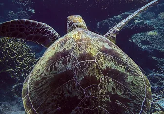 A green turtle glides along the reefs around Pom Pom
