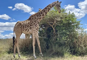 giraffe