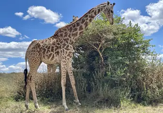 giraffe