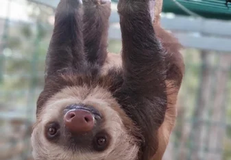 Sloth