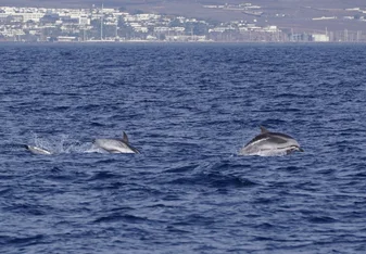 Stripped dolphins jumping
