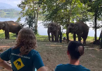 Students observe elephants