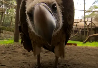 Yusef, one of our captive vultures