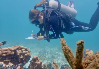Diver doing an underwater conservation survey