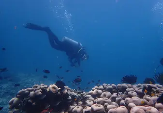 Reef Check 2