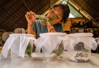 An intern studying plant phenology