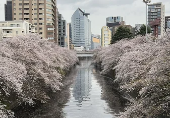 Intern in Japan