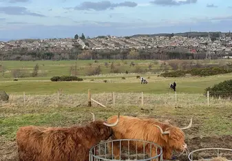 Highland Cows