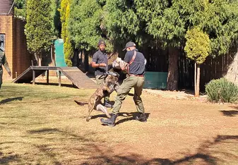 Dog Protection