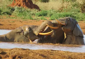 Elephants at Mara river