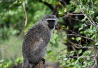 Vervet grooming