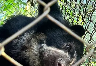 Image of a sunbear