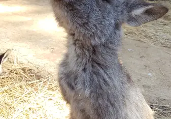 Little Pebbles ♡