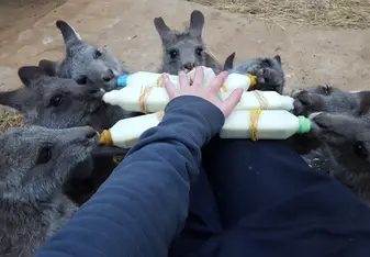 Feeding the kangaroos 