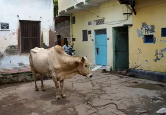 A typical Varanasi road