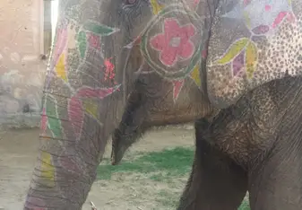 Elephants 