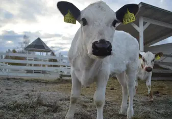 Fallkulla calf