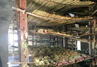 The Vin Santo grapes laying out to dry.