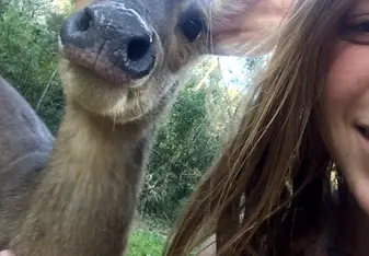 Friendly deer!
