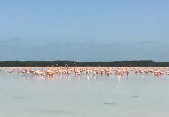Excursion to Celestun