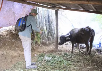 feeding grass for water buffalo