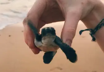 Turtle release