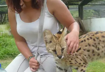 Volunteer with wildlife in South Africa with African Dawn