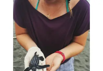Turtle