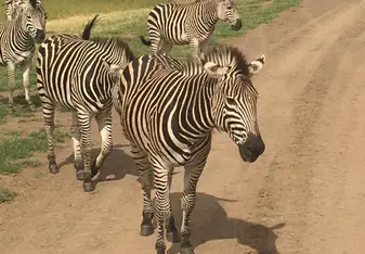 Zebra- Always around!