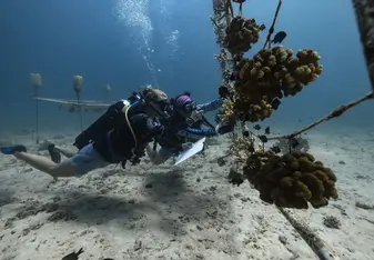 Learn how to collect underwater data with Gili Shark Conservation!