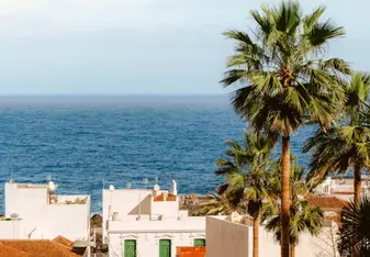Palm trees near the ocean