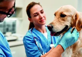 Veterinarian Internships in Greece
