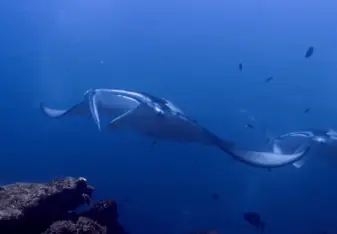 Giant Manta Rays in the waters of Tahiti