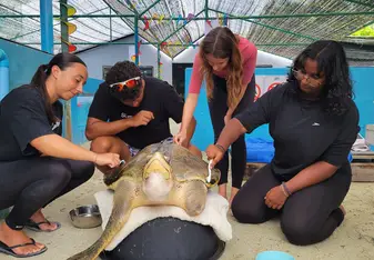 Sea Turtle Conservation in Asia Maldives