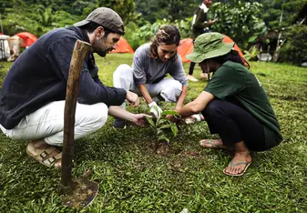 3 people planting seedlings together