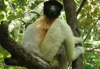 A crowned sifaka sits on an elevated tree branch among leaves