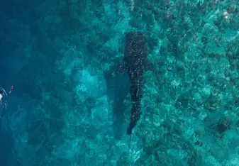 Whale Shark with snorkelers at a responsible distance