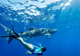 Students snorkeling with a shark.
