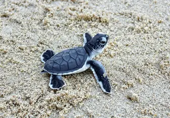 Sea Turtle