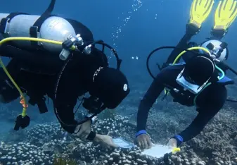 Reef Check Substrate ID Survey